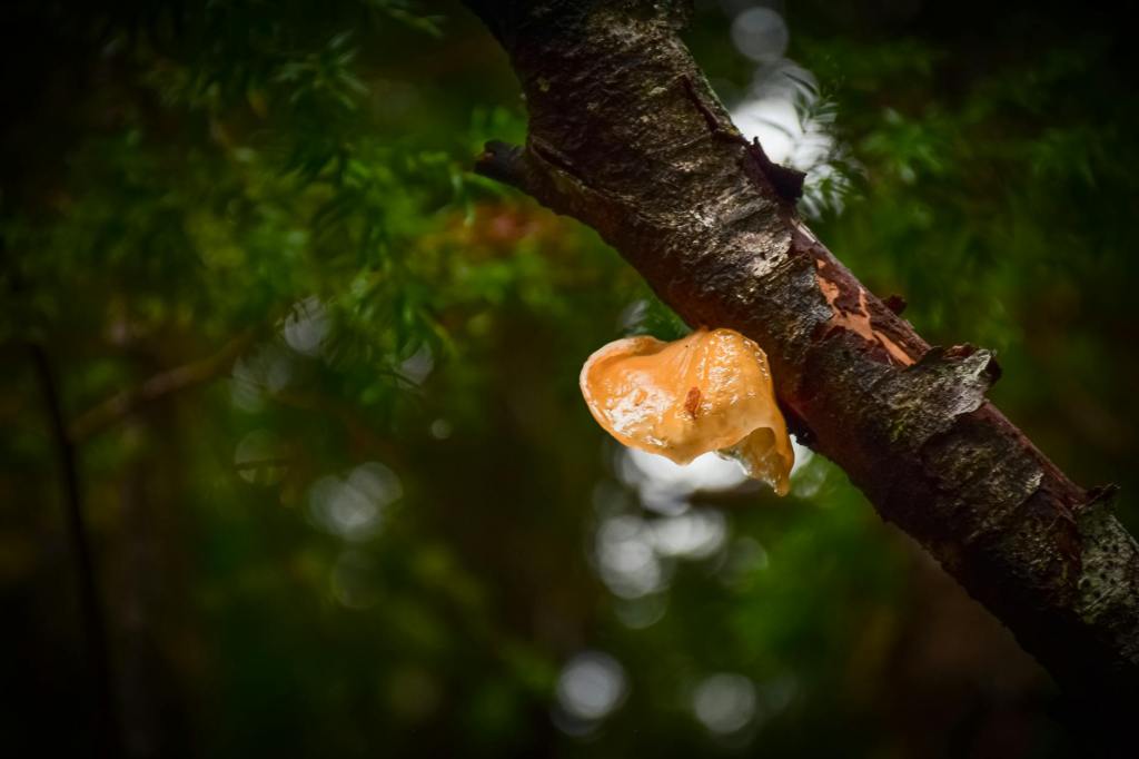 The Soft Rebuilding of the&nbsp;Soul