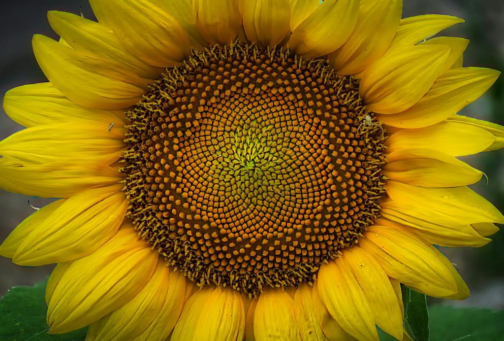 Bütün Olmanın Sessiz&nbsp;Gücü